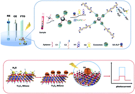 Graphical abstract: Ti3C2 MXene-anchored photoelectrochemical detection of exosomes by in situ fabrication of CdS nanoparticles with enzyme-assisted hybridization chain reaction