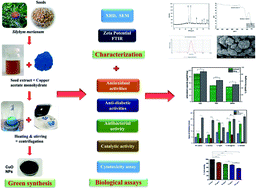 Graphical abstract: Potential antimicrobial, antidiabetic, catalytic, antioxidant and ROS/RNS inhibitory activities of Silybum marianum mediated biosynthesized copper oxide nanoparticles