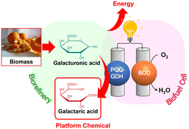 Graphical abstract: Biorefinery of galacturonic acid using a biofuel cell as a reactor