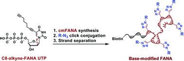 Graphical abstract: “Click handle”-modified 2′-deoxy-2′-fluoroarabino nucleic acid as a synthetic genetic polymer capable of post-polymerization functionalization
