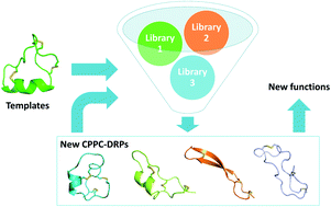 Graphical abstract: Structure-guided design of CPPC-paired disulfide-rich peptide libraries for ligand and drug discovery