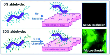 Graphical abstract: Aldehyde-functional thermoresponsive diblock copolymer worm gels exhibit strong mucoadhesion