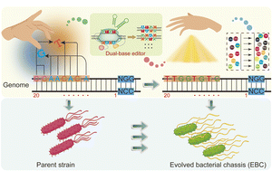 Graphical abstract: Construction and application of an efficient dual-base editing platform for Bacillus subtilis evolution employing programmable base conversion