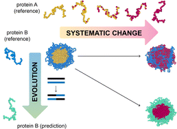 Graphical abstract: Thermodynamic origins of two-component multiphase condensates of proteins
