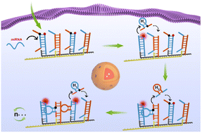 Graphical abstract: A domino-like localized cascade toehold assembly amplification-based DNA nanowire for microRNA imaging in living cells