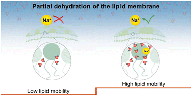 Graphical abstract: Cooperativity between sodium ions and water molecules facilitates lipid mobility in model cell membranes