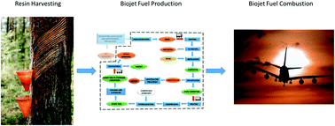 Graphical abstract: Techno-economic, life cycle, and environmental cost assessment of biojet fuel obtained from Pinus pinaster by turpentine hydrogenation