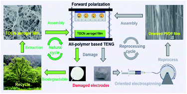 Graphical abstract: Forward polarization enhanced all-polymer based sustainable triboelectric nanogenerator from oriented electrospinning PVDF/cellulose nanofibers for energy harvesting