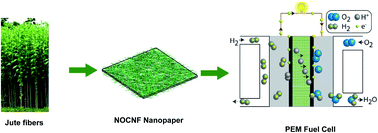 Graphical abstract: Nitro-oxidized carboxylated cellulose nanofiber based nanopapers and their PEM fuel cell performance