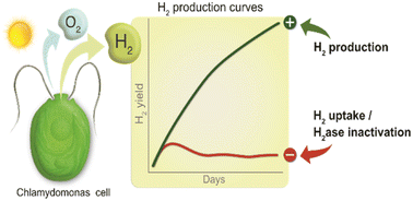Graphical abstract: Balancing photosynthesis, O2 consumption, and H2 recycling for sustained H2 photoproduction in pulse-illuminated algal cultures