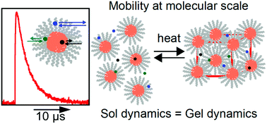 Graphical abstract: Dynamics of small molecules within the F127 PEO–PPO–PEO triblock copolymer gel and sol phases studied at the molecular scale