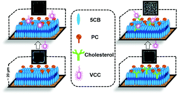 Graphical abstract: Elucidating liquid crystal-aqueous interface for the study of cholesterol-mediated action of a β-barrel pore forming toxin
