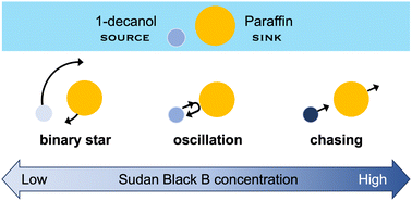 Graphical abstract: Dynamic ordering caused by a source-sink relation between two droplets
