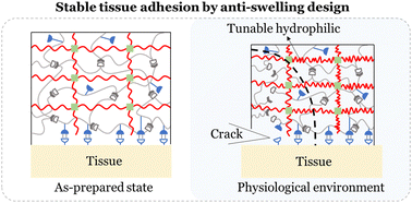 Graphical abstract: A double-network strategy for the tough tissue adhesion of hydrogels with long-term stability under physiological environment