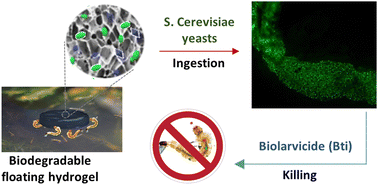 Graphical abstract: Biodegradable floating hydrogel baits as larvicide delivery systems against mosquitoes