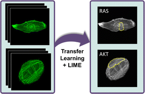 Graphical abstract: Morphological signatures of actin organization in single cells accurately classify genetic perturbations using CNNs with transfer learning