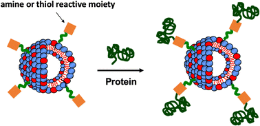 Graphical abstract: Evaluating methods to create protein functionalized catanionic vesicles