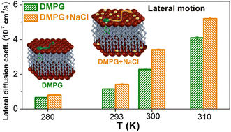 Graphical abstract: Lateral diffusion of lipids in the DMPG membrane across the anomalous melting regime: effects of NaCl