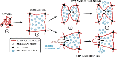 Graphical abstract: Energetics of cytoskeletal gel contraction