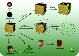 Graphical abstract: A temperature-responsive selenium nanohydrogel for strawberry grey mould management