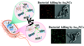 Graphical abstract: Levonorgestrel-protected Au8 and Au10 clusters with different antimicrobial abilities