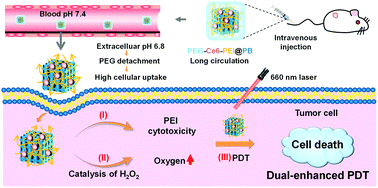 Graphical abstract: PEGylated Prussian blue nanoparticles for modulating polyethyleneimine cytotoxicity and attenuating tumor hypoxia for dual-enhanced photodynamic therapy