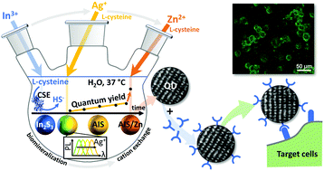 Graphical abstract: Sequential, low-temperature aqueous synthesis of Ag–In–S/Zn quantum dots via staged cation exchange under biomineralization conditions