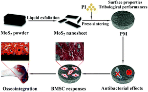Graphical abstract: Molybdenum disulfide nanosheet/polyimide composites with improved tribological performances, surface properties, antibacterial effects and osteogenesis for facilitating osseointegration