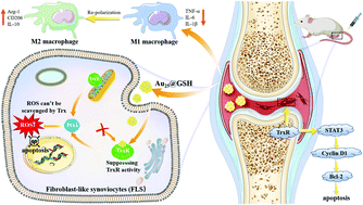 Graphical abstract: Au nanocluster-modulated macrophage polarization and synoviocyte apoptosis for enhanced rheumatoid arthritis treatment