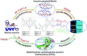 Graphical abstract: Dual functional amphiphilic sugar-coated AIE-active fluorescent organic nanoparticles for the monitoring and inhibition of insulin amyloid fibrillation based on carbohydrate–protein interactions