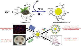 Graphical abstract: Formation of ZnS quantum dots using green tea extract: applications to protein binding, bio-sensing, anti-bacterial and cell cytotoxicity studies
