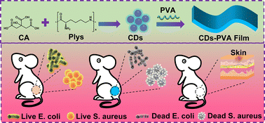 Graphical abstract: A robust carbon dot-based antibacterial CDs-PVA film as a wound dressing for antibiosis and wound healing