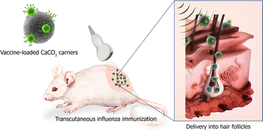 Graphical abstract: Non-invasive transcutaneous influenza immunization using vaccine-loaded vaterite particles