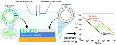 Graphical abstract: Understanding electrochemical properties of supported lipid bilayers interfaced with organic electronic devices