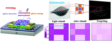 Graphical abstract: Near-infrared heterojunction field modulated phototransistors with distinct photodetection/photostorage switching features for artificial visuals