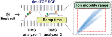 Graphical abstract: Optimizing single cell proteomics using trapped ion mobility spectrometry for label-free experiments