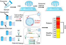 Graphical abstract: Rapid exosome isolation and in situ multiplexed detection of exosomal surface proteins and microRNAs on microfluidic platform