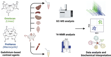 Graphical abstract: Comparison of the biological effects of gadodiamide (Omniscan) and gadoteridol (ProHance) by means of multi-organ and plasma metabolomics