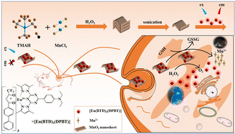 Graphical abstract: An activatable nanoprobe based on nanocomposites of visible-light-excitable europium(iii) complex-anchored MnO2 nanosheets for bimodal time-gated luminescence and magnetic resonance imaging of tumor cells