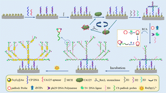 Graphical abstract: Ultrasensitive detection of CA125 based on a triple signal amplification strategy with a huge number of loaded probes via exonuclease cyclic cleavage, rolling cyclic amplification and strand self-growth