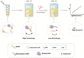 Graphical abstract: NIR quantum dot construction of a fluorescence anisotropy signal amplification biosensor for sensitive, rapid and separation-free detection of dopamine in serum