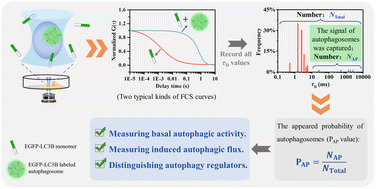 Graphical abstract: In vivo measurement of autophagic flux by fluorescence correlation spectroscopy