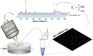 Graphical abstract: A study on the relationship between the crystallization characteristics of quenched droplets and the effect of cell cryopreservation with Raman spectroscopy