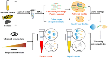 Graphical abstract: Integration of a CRISPR Cas12a-assisted multicolor biosensor and a micropipette tip enables visible point-of-care testing of foodborne Vibrio vulnificus
