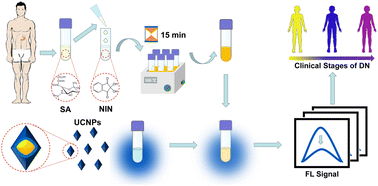 Graphical abstract: Designing stimuli-responsive upconversion nanoparticles based on a mimetic immunoassay for potential accurate diabetic nephropathy diagnosis