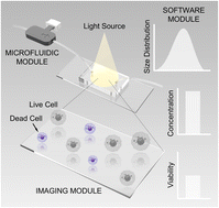 Graphical abstract: An optofluidic platform for cell-counting applications
