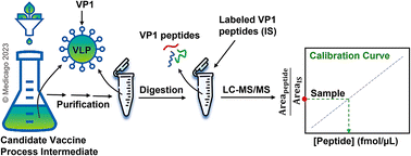 Graphical abstract: An isotope dilution mass spectrometry assay to track Norovirus-like particles in vaccine process intermediates by quantifying capsid protein VP1
