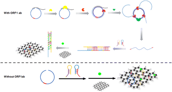 Graphical abstract: A cascade amplification strategy based on rolling circle amplification and hybridization chain reaction for ultrasensitive detection of pathogens