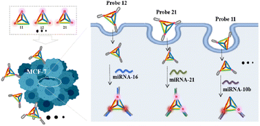 Graphical abstract: Fluorescence intensity coded DNA frameworks based on the FRET effect enable multiplexed miRNA imaging in living cells