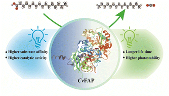 Graphical abstract: Green light enhanced the photostability and catalytic performance of fatty acid photodecarboxylase